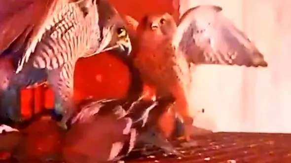 فیلم شکار زنده اردک توسط شاهین برای جوجه ها