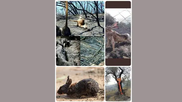 تصاویر جعلی از لاشه سوخته حیوانات در آتش سوزی ارسباران ؟