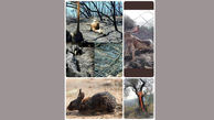 تصاویر جعلی از لاشه سوخته حیوانات در آتش سوزی ارسباران ؟
