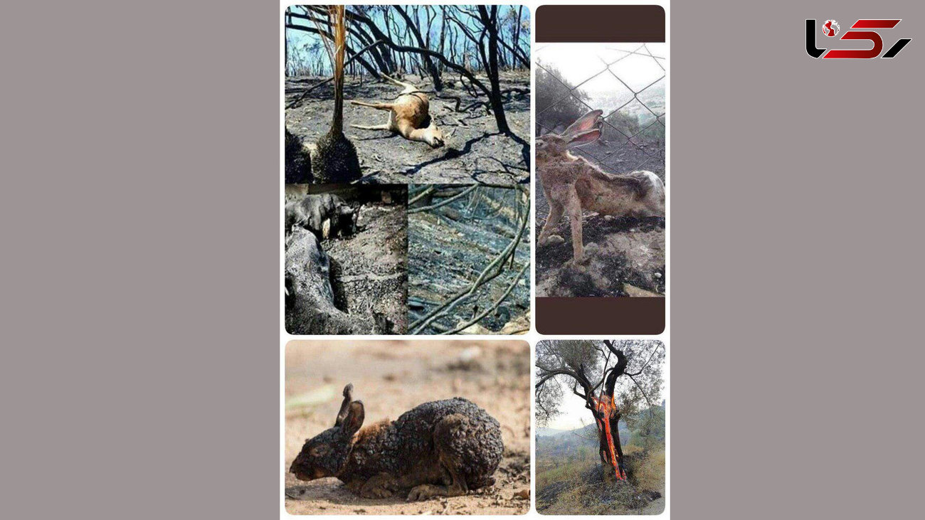 تصاویر جعلی از لاشه سوخته حیوانات در آتش سوزی ارسباران ؟