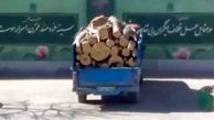 فروش درخت های تنومند مشهد کیلوی هزار تومان / نقشه کثیف 3 جوان 