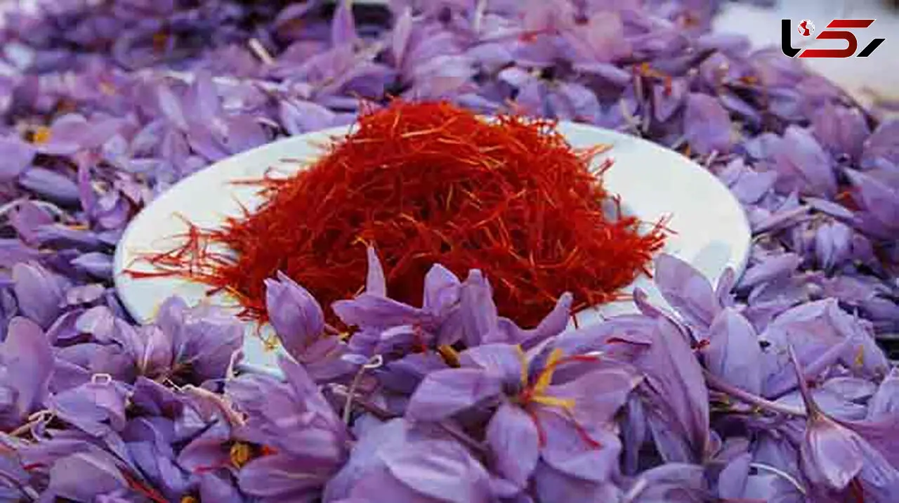 افزایش ۳۰۰ درصدی قیمت زعفران در طی چهل روز