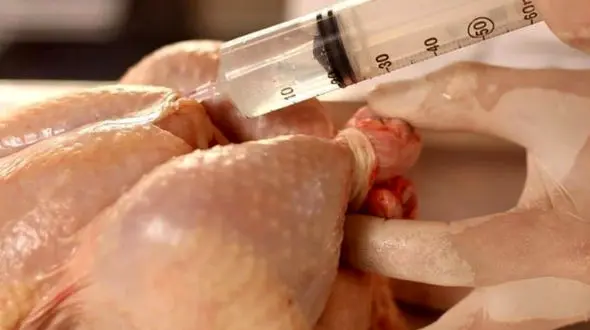 هورمون مرغ را بگیر! 