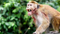 ببینید  / قمه‌کشی یک میمون و وحشت مردم ! + فیلم باورنکردنی