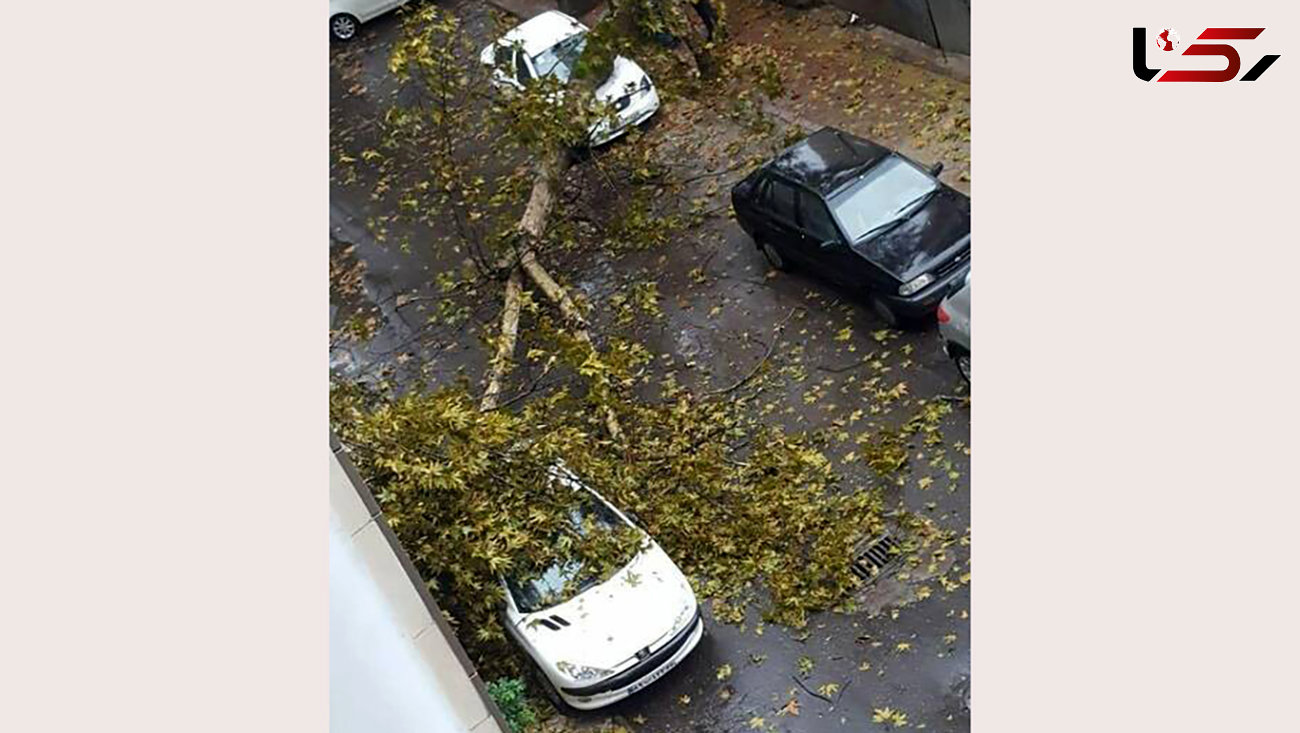 سقوط وحشتناک درخت روی 2 خودرو در رشت + عکس