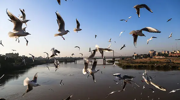 مافیای شکار پرندگان مهاجر در فریدونکنار
