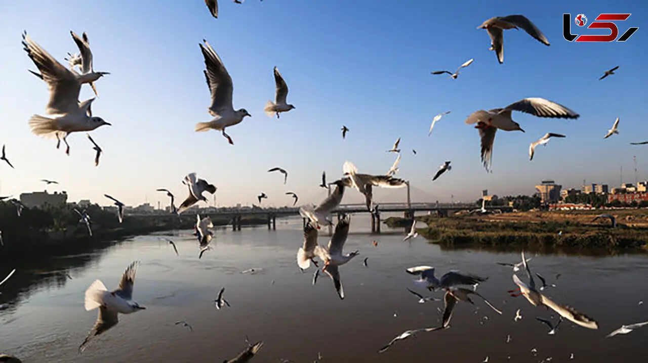 مافیای شکار پرندگان مهاجر در فریدونکنار
