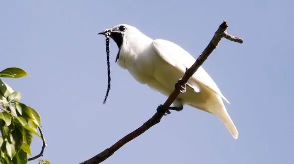 صدای این پرنده گوش را کر می کند