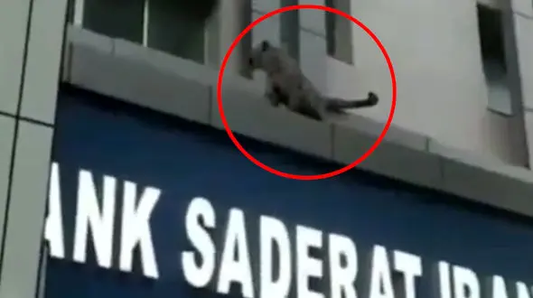 پلنگ فراری قائمشهر با گلوله پلیس تلف شد / سرهنگ آهنگری تشریح کرد + فیلم 