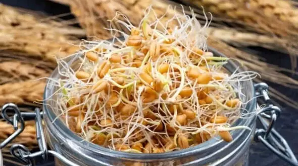 نکات مهم در مصرف جوانه‌ های خام / روش درست نگهداری و پخت جوانه ها