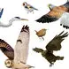 وفادارترین پرندگان جهان را بشناسید / 9 پرنده تک همسر + عکس