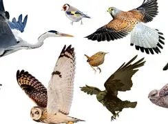 وفادارترین پرندگان جهان را بشناسید / 9 پرنده تک همسر + عکس