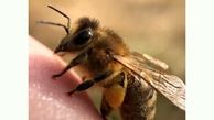  زنبور عسل هم انگشت دارد! + عکس 
