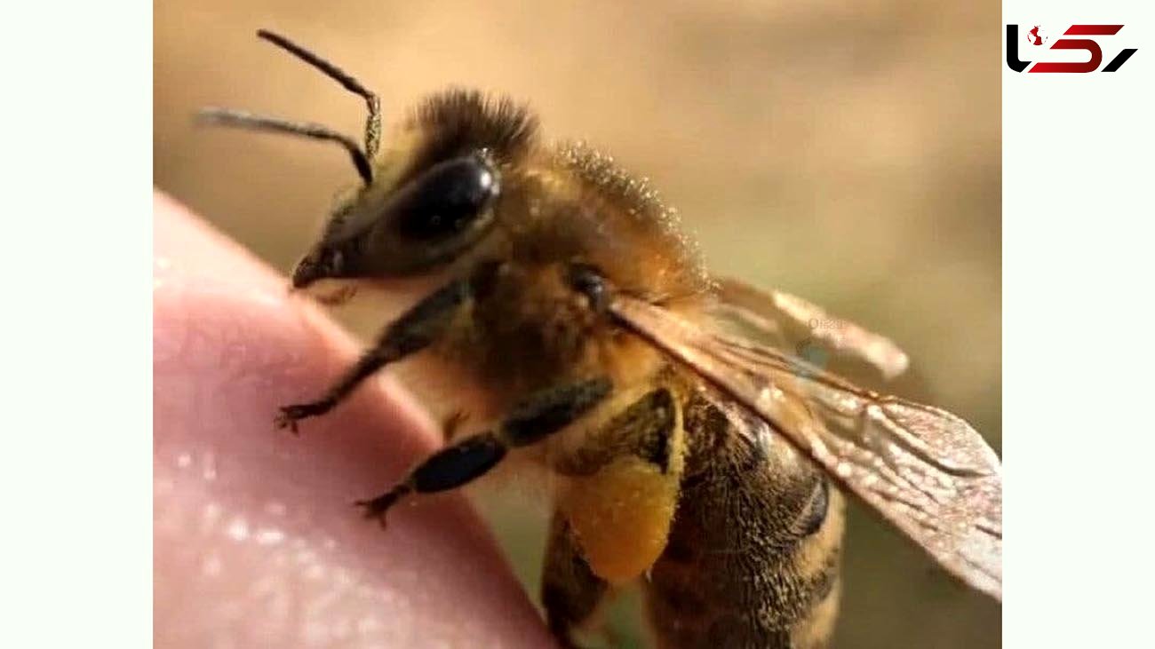  زنبور عسل هم انگشت دارد! + عکس 