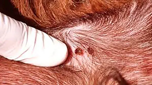 علامت های تب کریمه کنگو