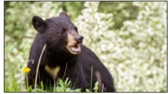 دستگیری 9 نفر به خاطر قتل در جنگل