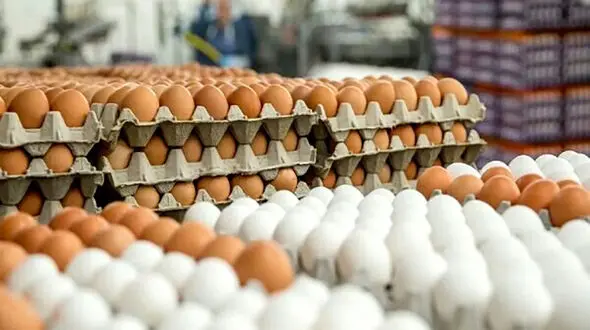 قیمت تخم مرغ شانه 30 تایی تا 700 هزارتومان در بازار امروز اول آبان رسید!