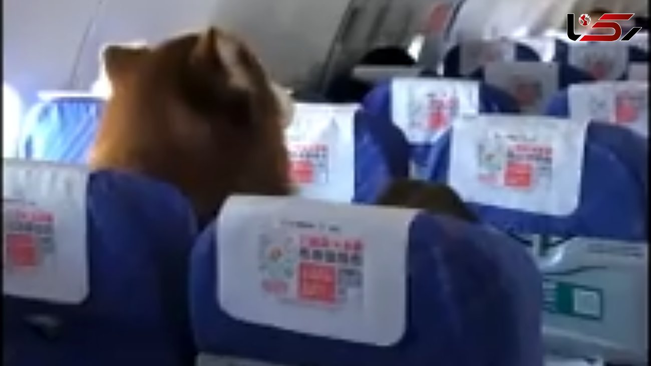 ببینید / حضور عجیب یک سگ بزرگ داخل هواپیما!+فیلم