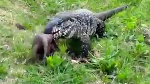 لحظه شکار یک مارمولک + فیلم