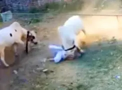 فیلم حمله وحشیانه گاو به پیرمرد