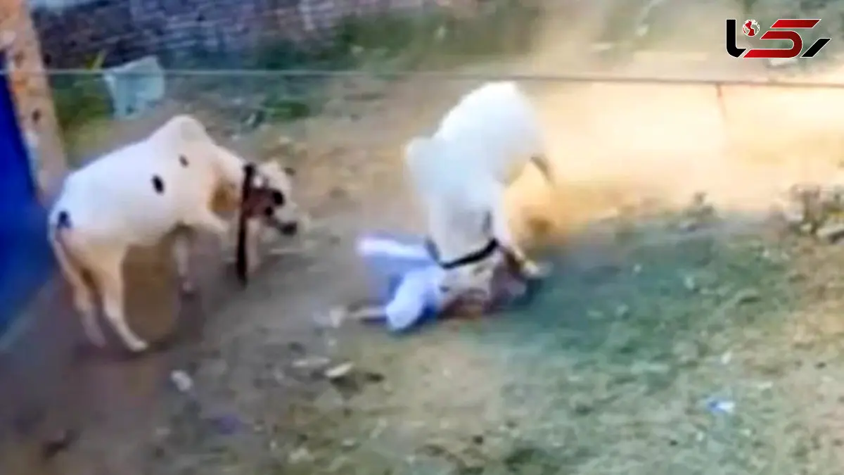 فیلم حمله وحشیانه گاو به پیرمرد