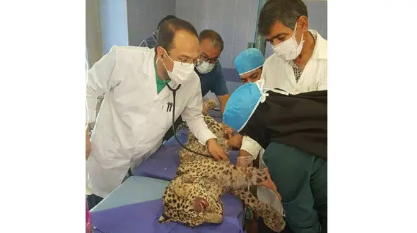 عکس / شکنجه وحشتناک یک پلنگ توسط دو جوان در خراسان رضوی