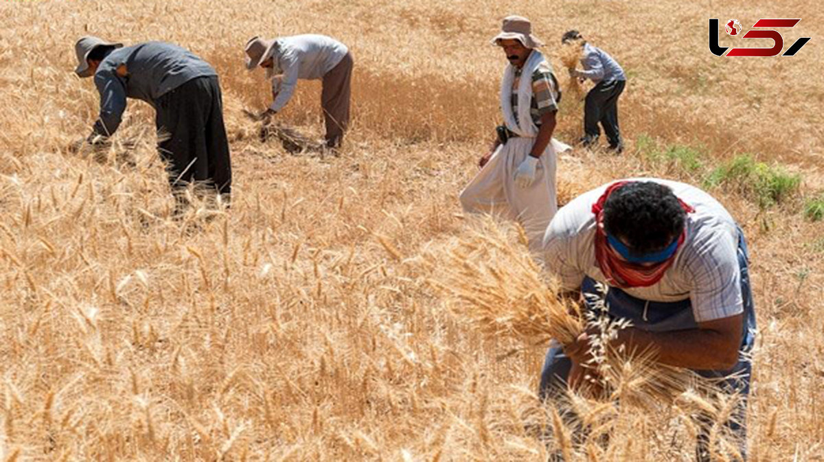 نود و پنج درصد طلب کشاورزان تا هفته آینده پرداخت می‌شود 