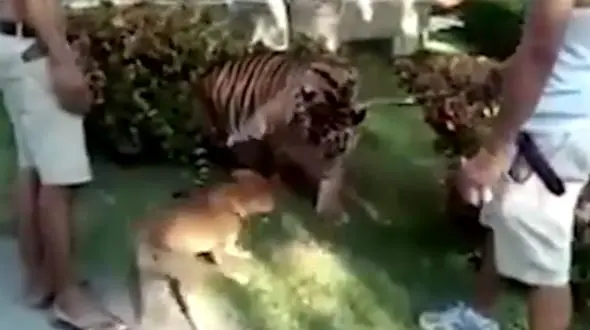  ترسوترین ببر جهان مقابل شجاع ترین سگ دنیا + فیلم