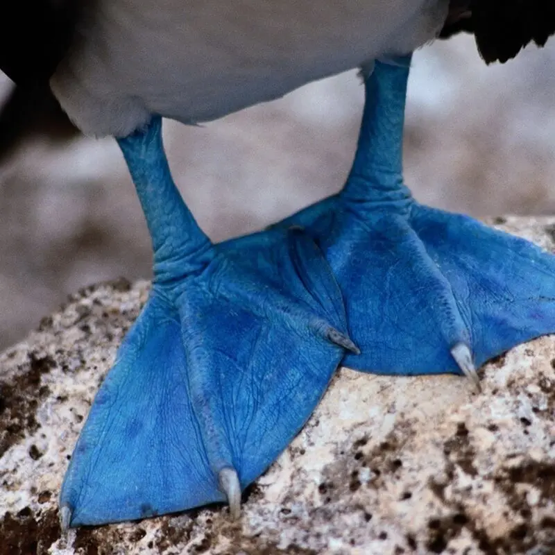 پای آبی غاز