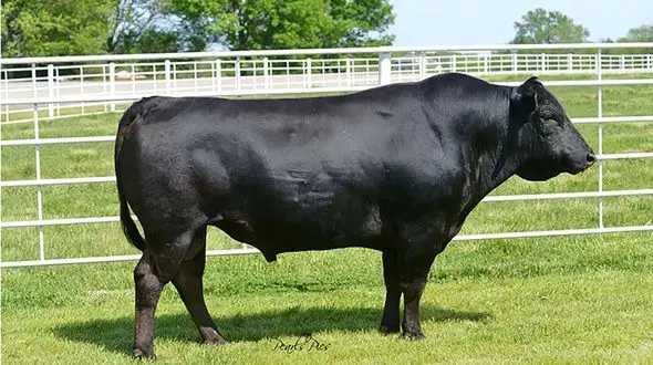 گرانترین گوشت جهان چه گوشتی است ؟ + قیمت