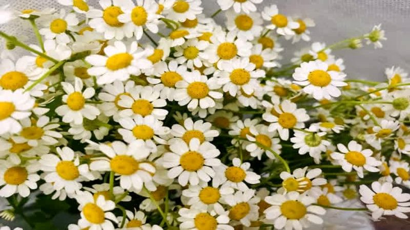 گل بابونه (Chamomile)