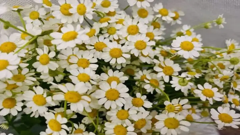 گل بابونه (Chamomile)