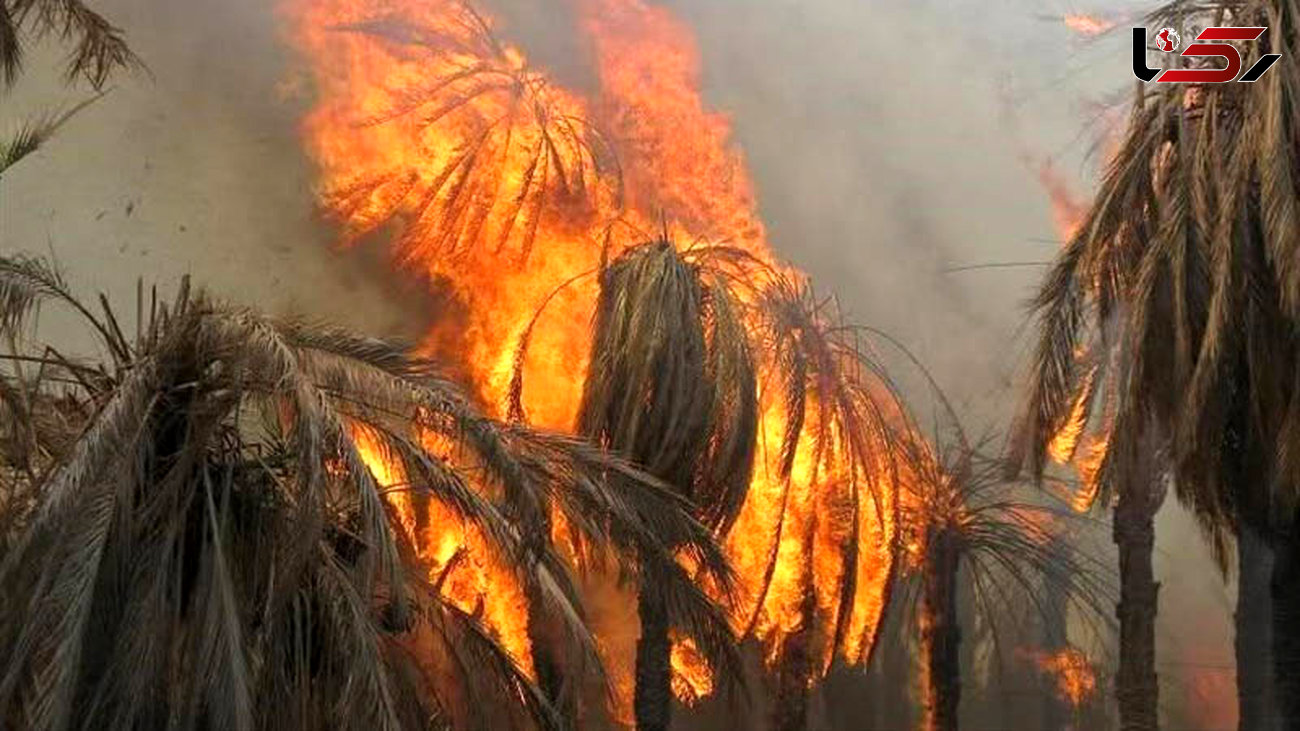 ۱۷۰ نخل خرما در آتش‌سوزی ایرانشهر پودر شد