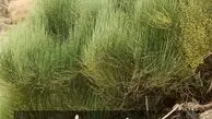 گیاه ریش بزی برای لاغری