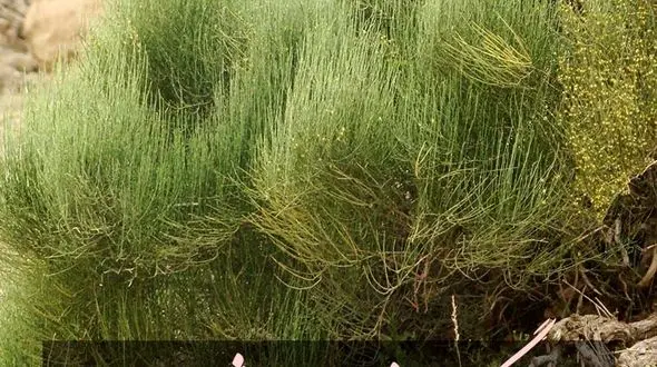 گیاه ریش بزی برای لاغری