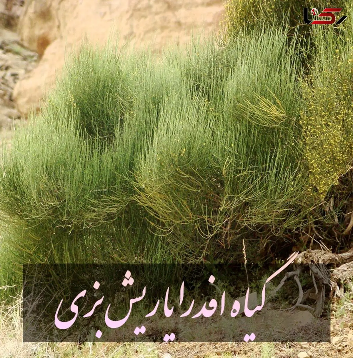 گیاه ریش بزی برای لاغری