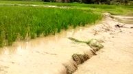  خسارت 50 میلیاردریالی سیلاب اخیر به کشاورزی نکا 