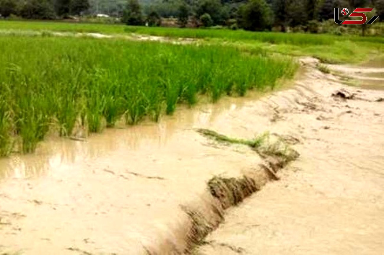  خسارت 50 میلیاردریالی سیلاب اخیر به کشاورزی نکا 