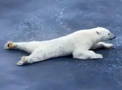 آب‌بازی در قطب؛ لحظه‌های شاد خرس سفید + فیلم