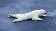 آب‌بازی در قطب؛ لحظه‌های شاد خرس سفید + فیلم