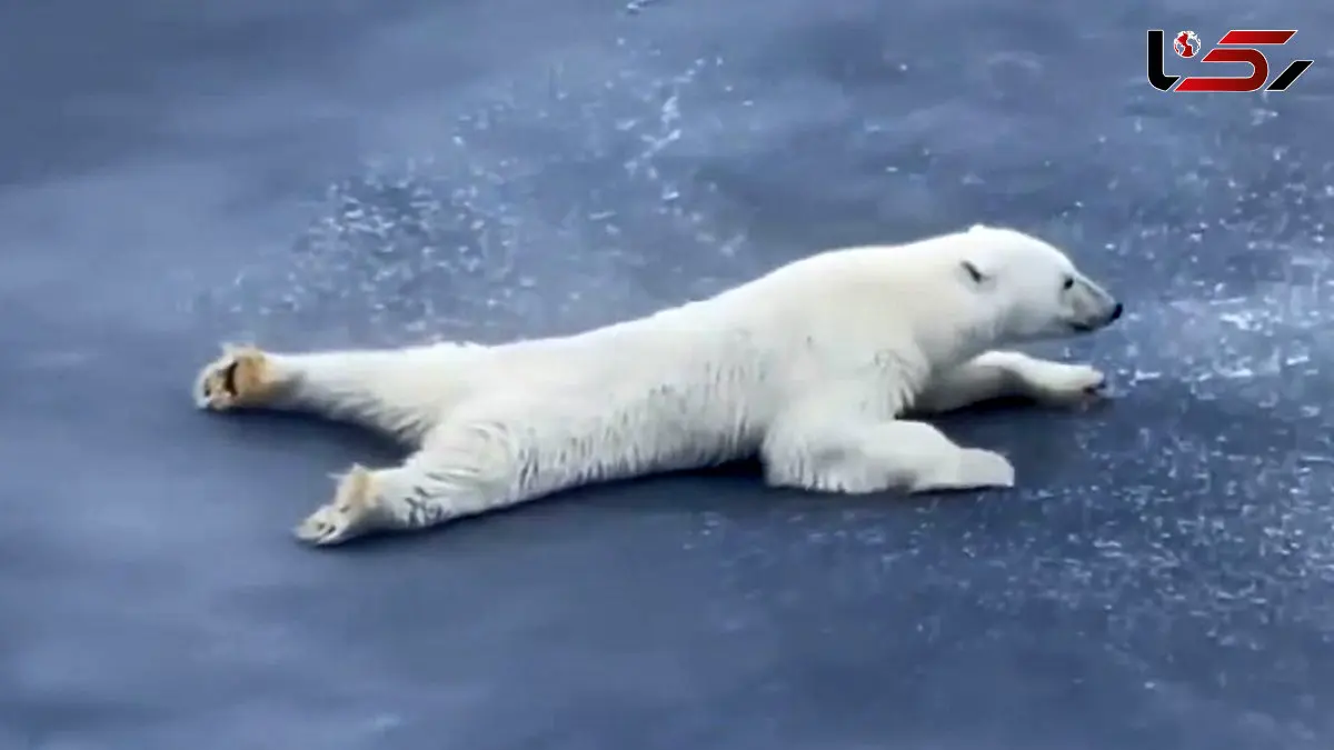 آب‌بازی در قطب؛ لحظه‌های شاد خرس سفید + فیلم