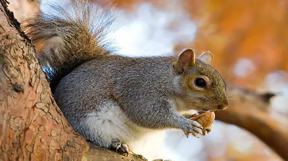 حمله سنجاب های ایرانی به باغات گردوی شهرستان تویسرکان + علت و راه حل