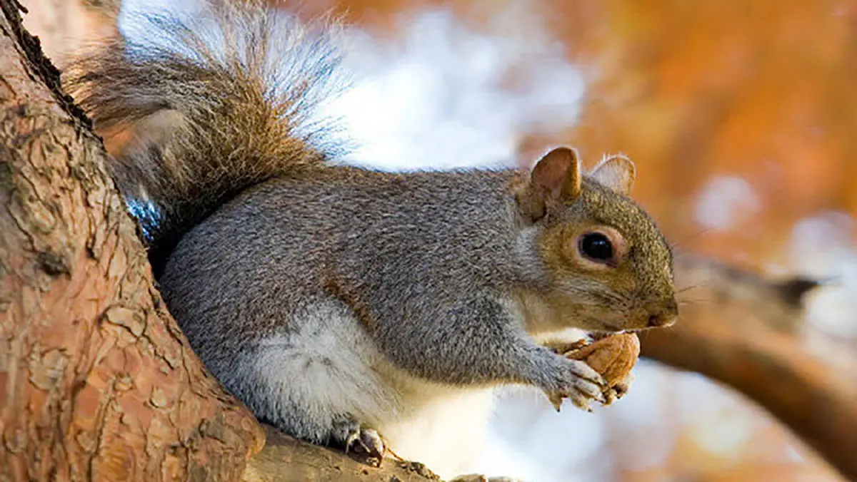 صاحب خانه مهربان با دست به سنجاب گردو می دهد با نمک
