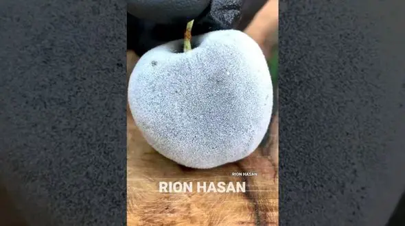 فیلم/ این میوه ها از دنیای دیگری آمده اند! 