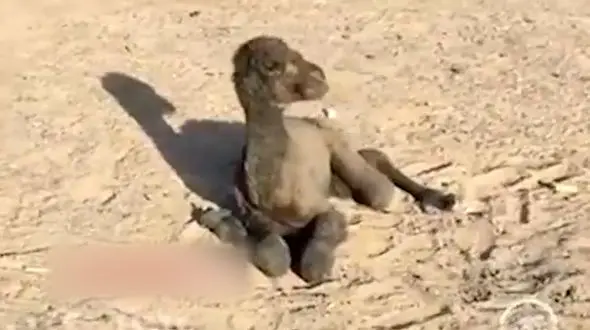 فیلمی از تلاش شتر یک روزه برای ایستادن 