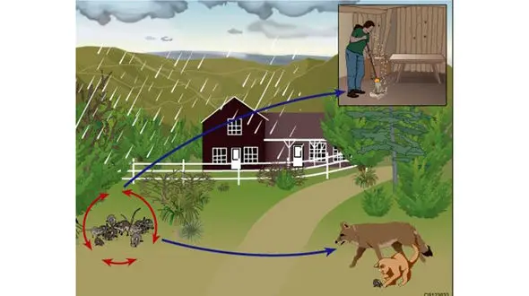 همه چیز در مورد ویروس هانتا / جدید، کشنده و خطرناک تر از کرونا ؟