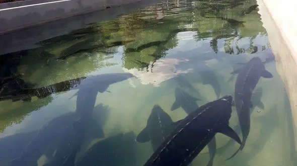 ساخت ۵ مجتمع جدید پرورش ماهی خاویاری در لرستان