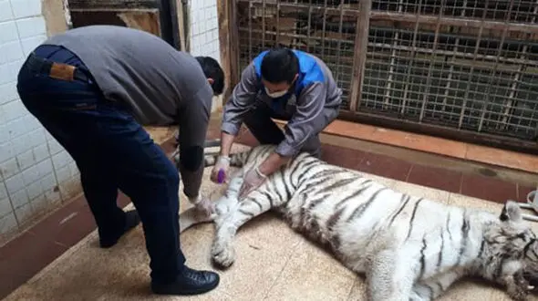 

مرگ ماده ببر سفید در «ارم» / علت مرگ از سوی رییس اداره نظارت بر امور حیات وحش استان تهران
