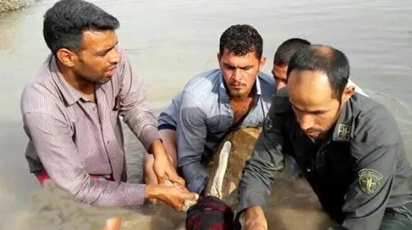 آخرین وضعیت گوزن‌های زرد سایت میانرود پس از وقوع سیل / لاشه یک گوزن پیدا شد + عکس 