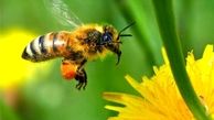روبو-زنبورها به گرده‌افشانی گل‌ها و گیاهان کمک می‌کنند